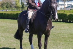 Nikki-Proctot-Horse_Pony-The-Nights-Watch