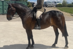 Jess-Cronk-Horse_Pony-Red-Beret