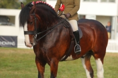 Holly-King-AND-Cumeragh-House-Condor