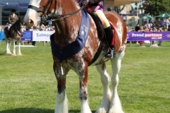 Kaitlyn-Marshall-Horse_Pony-Burgess-outon-Miracle