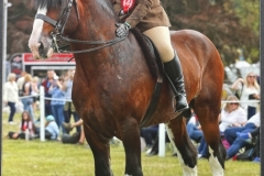 Kati-Rhodes-Horse_Pony-Bosley-Minns-George