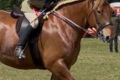 Paul-Hotson-Horse_Pony-Euston-Dazzling-Countess