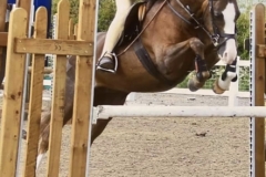 Ila-Wingrove-and-Milford-Fair-Hineybee