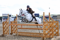 Morgan-beer-Horse_Pony-Deerpark-millie