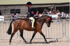 Arabella-Galvin-Horse_Pony-Dowhills-Petite-Dame