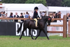 Jemima-Makin-Jones-Horse_Pony-Chaseford-Charismatic