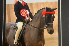 Penny-Richardson-Horse_Pony-Barrdene-Romeo