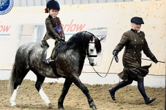 Harper-Bush-Horse_Pony-Nynwoods-Edgar