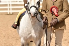 Sienna-Walker-Horse_Pony-Ivington-Nancy-Casper