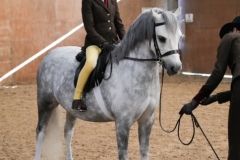 Willow-Bartley-Horse_Pony-Elcon-Lacinda