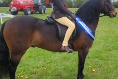 Evie-jaworski-needham-Horse_Pony-Newoak-Statesman