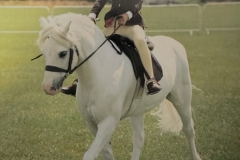 Ginny-Westwood-Horse_Pony-Colne-Typhoon