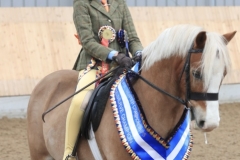 Millie-Rackham-Cobb-Horse_Pony-Halnaker-Malachi