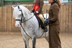 Minty-Williams-Horse_Pony-Thistledown-Drudwen