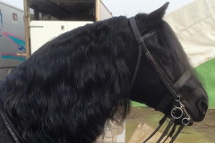 Pumphill Banter rider Isobel Mae Lines