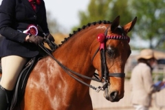 Georgia-Jones-Horse_Pony-Stretcholt-Temptress