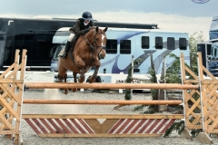 Clea-Sidaway-Horse_Pony-Honeycoat