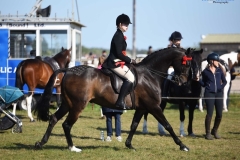 Hannah-Whelan-Horse_Pony-Diptford-Birdsong