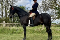 Paula-Robinson-Horse_Pony-Bobby-Brown