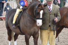 Beatrice-Stanford-Horse_Pony-Cadlanvalley-Glyndwr