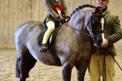 Lewis-Cousins-Horse_Pony-Annandale-Line-of-Fire