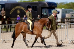 Millie-knipe-Horse_Pony-Mountpleasant-Tommy