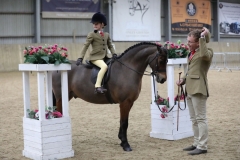 Violet-mennie-Horse_Pony-Newoak-midnight-blue