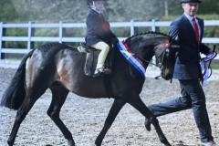 Lazarus-Ayres-Horse_Pony-Cosford-clementine