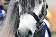 Bluebraes Merrick and Rhi Randall