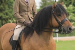 Oliver-Bradshaw-Horse-Pony-Lochlands-Lord-Byron