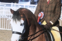 Holly-Dilks-and-Rookery-Boomerang