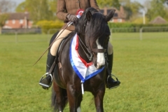 Eleanor-Smithers-Horse_Pony-Dorneyrow-Jackpot-Boy