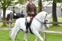 Ellis-Priestley-Horse_Pony-Blakehill-Rebel