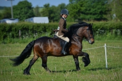Mia-Blears-Horse_Pony-Guards-Commodore