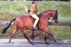 Maddie Bennett Horse/Pony Rotherwood Mr Motivator