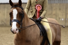 Charlotte-Wilson-Horse_Pony-Cadlanvalley-Santini