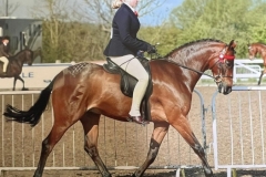 Chloe-neve-and-Styalways-Royal-Marquis