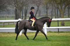 Alexia-Lilley-Horse_Pony-Okewood-Echo