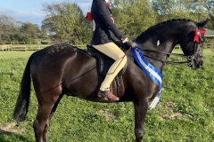 Amelia-Baxter-Horse_Pony-Parkhills-The-Special-One