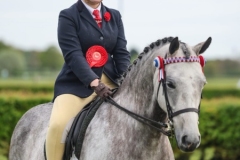 Evie-Pearson-Horse_Pony-Blakestones-Cyclamen