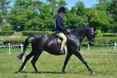 Holly-Dilks-Horse_Pony-Valentinas-Heiresz