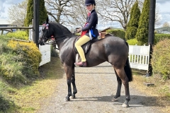 Kate-Lawlor-Horse_Pony-Roseberry-Make-Believe