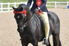 Lily-Cowley-Bickenson-Horse_Pony-Valentine-Precious-Villian