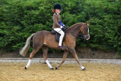 Coralie-Brolly-Horse_Pony-Yrenfys-Llwynog