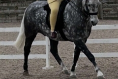 Lilly-Herrington-Horse_Pony-Wisbeach-master-M