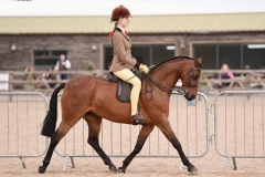 Pearl-Morris-Horse_Pony-Romanno-Highland-Fling