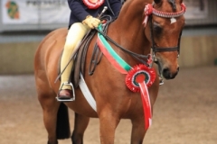 Claudia Groves and Meadowmarsh Cinderella