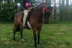 Daisy-may-Allen-and-Broadgrove-maydream