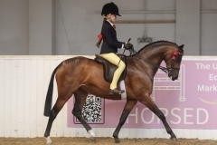 Darcie-Fielding-Horse_Pony-Wycroft-Eureka