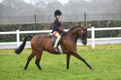 Olivia-ferns-Horse_Pony-Barkway-Blue-Moon